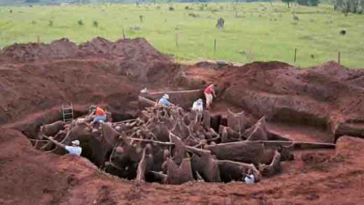 Sarang Semut Menyimpan Rahasia: 'Kota Besar' di Bawah Tanah