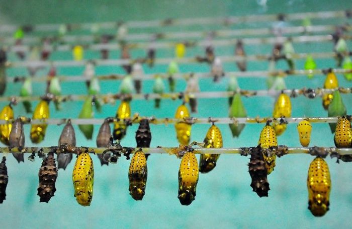 Melihat Penghitungan Serangga Musim Panas di Jerman