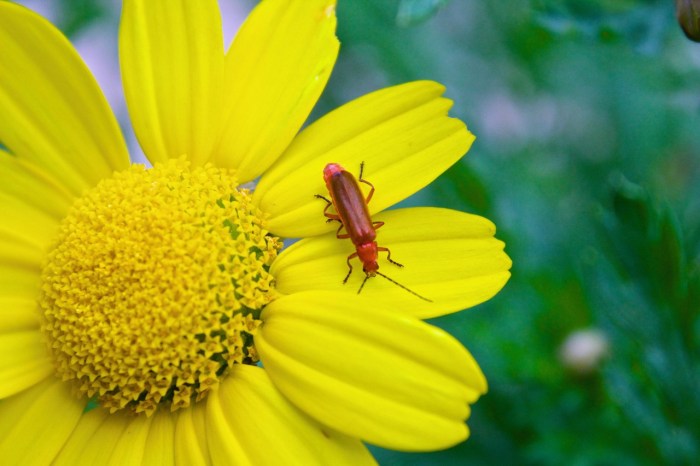 Madu serangga lebah bunga fotografi serbuk invertebrata panas musim merapatkan bersayap Madu serangga lebah bunga fotografi serbuk invertebrata panas musim merapatkan bersayap
