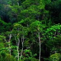 Jelajah Hutan Tropis di Indonesia