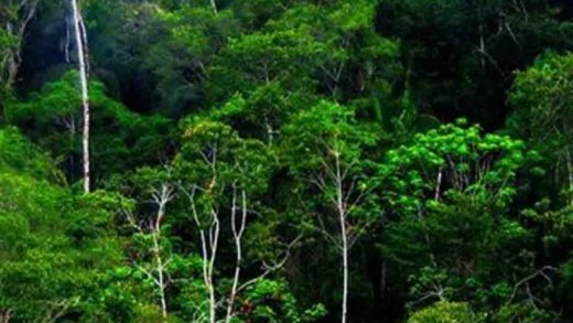 Jelajah Hutan Tropis di Indonesia