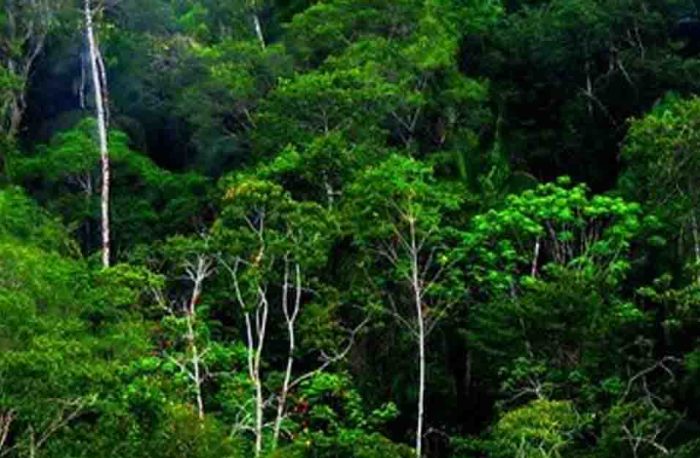 15+ Hutan Hujan Tropis Di Indonesia, Terpopuler! Jelajah Hutan Tropis di Indonesia