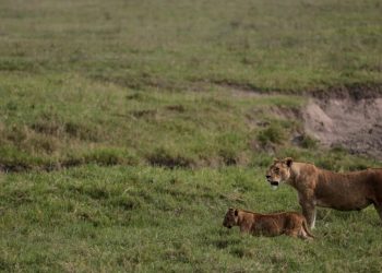 10 Singa Ditemukan Mati di Tanzania Diduga akibat Keracunan