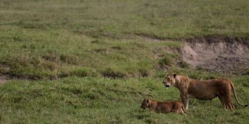10 Singa Ditemukan Mati di Tanzania Diduga akibat Keracunan