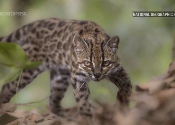 Spesies Kucing Baru Ditemukan Setelah 100 Tahun Pertama Kali