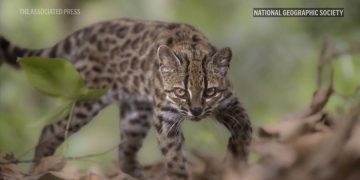 Spesies Kucing Baru Ditemukan Setelah 100 Tahun Pertama Kali