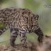 Spesies Kucing Baru Ditemukan Setelah 100 Tahun Pertama Kali