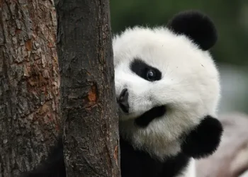 Tingkah Lucu Panda Kai Kai dan Jia Jia Rayakan Ulang Tahun Terakhir di Singapura