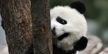 Tingkah Lucu Panda Kai Kai dan Jia Jia Rayakan Ulang Tahun Terakhir di Singapura
