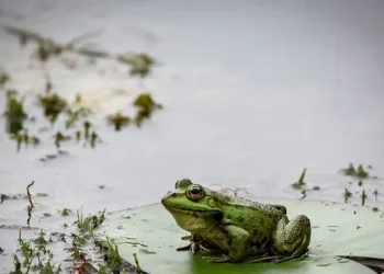 Penemuan Spesies Katak Baru di Hutan Amazon