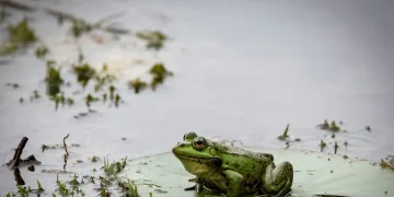 Penemuan Spesies Katak Baru di Hutan Amazon