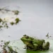 Penemuan Spesies Katak Baru di Hutan Amazon