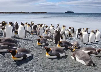 Spesies Penguin Gentoo Baru Ditemukan Setelah 100 Tahun Penelitian Ilmuwan