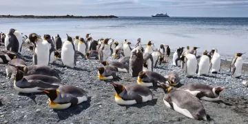 Spesies Penguin Gentoo Baru Ditemukan Setelah 100 Tahun Penelitian Ilmuwan