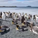 Spesies Penguin Gentoo Baru Ditemukan Setelah 100 Tahun Penelitian Ilmuwan