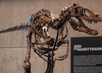 Kerangka Dinosaurus Langka Laku Seharga 859 Miliar Rupiah