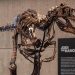 Kerangka Dinosaurus Langka Laku Seharga 859 Miliar Rupiah