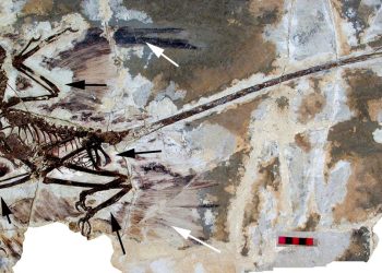 Ilmuwan China Klaim Menemukan Dinosaurus dengan Bulu