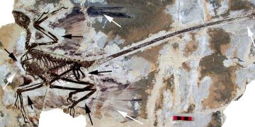 Ilmuwan China Klaim Menemukan Dinosaurus dengan Bulu