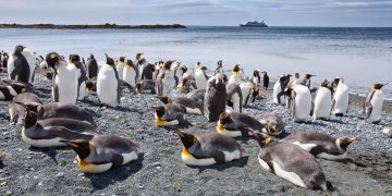 Kotoran Penguin Sebabkan Salju Antartika Menghijau dan Cepat Cair