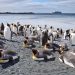 Kotoran Penguin Sebabkan Salju Antartika Menghijau dan Cepat Cair