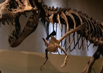 Jejak Kaki 7 Meter Ungkap Cara Berjalan T-Rex Dewasa