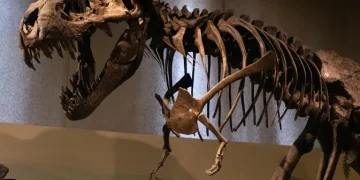 Jejak Kaki 7 Meter Ungkap Cara Berjalan T-Rex Dewasa