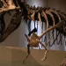 Jejak Kaki 7 Meter Ungkap Cara Berjalan T-Rex Dewasa