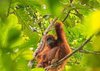 Suara Tawa Orangutan Dapat Mempengaruhi Pilihan Makanan Mereka