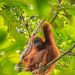 Suara Tawa Orangutan Dapat Mempengaruhi Pilihan Makanan Mereka