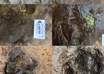 Jejak Kaki Dinosaurus Pemakan Daging Berusia 120 Juta Tahun Ditemukan di Thailand