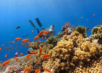 Penyelam Temukan Desa Hilang Abad Pertengahan di Bawah Laut